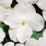 Afbeelding Impatiens walleriana White